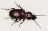 Pterostichus externepunctatus